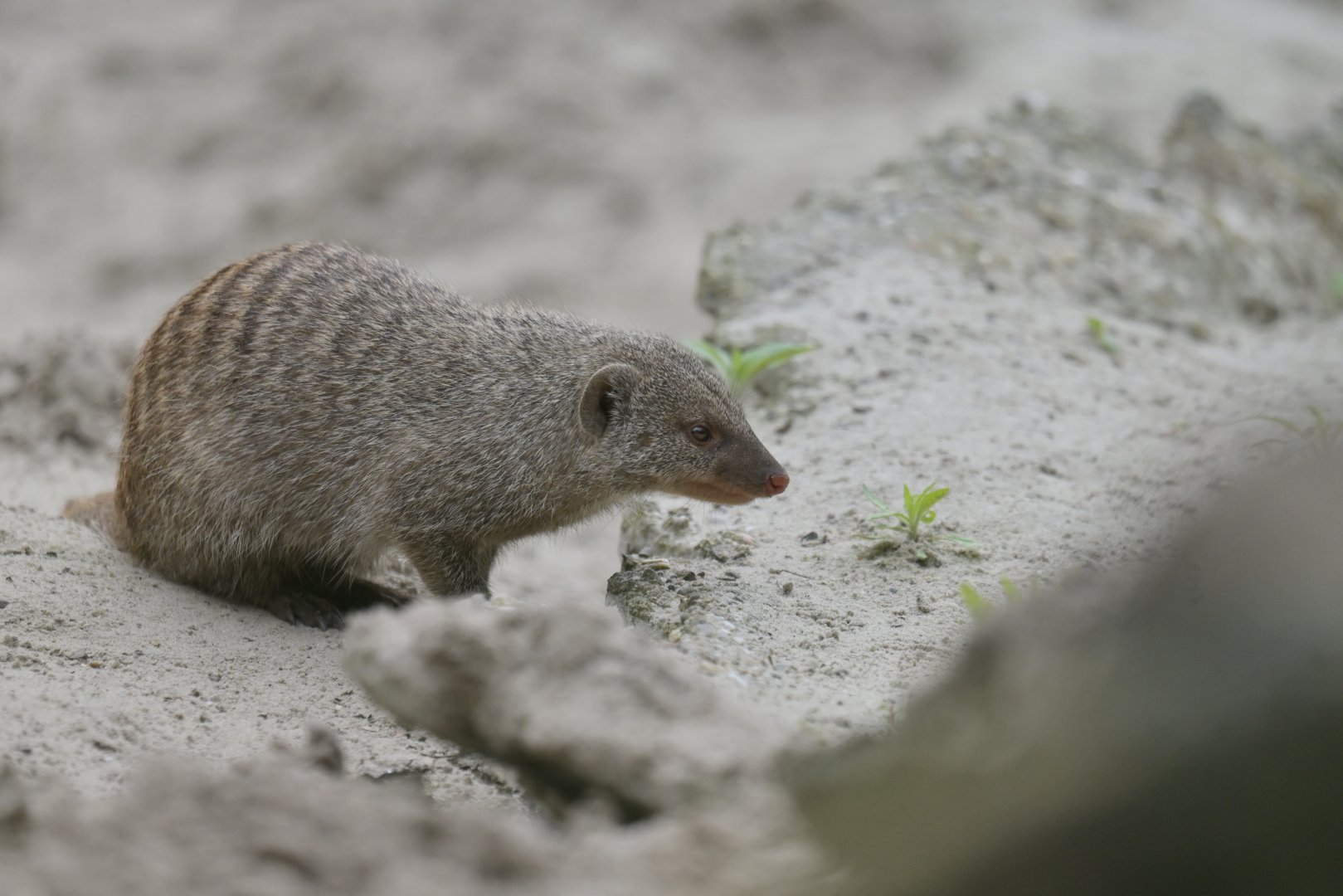Banded mongoose (Mungo mungo)