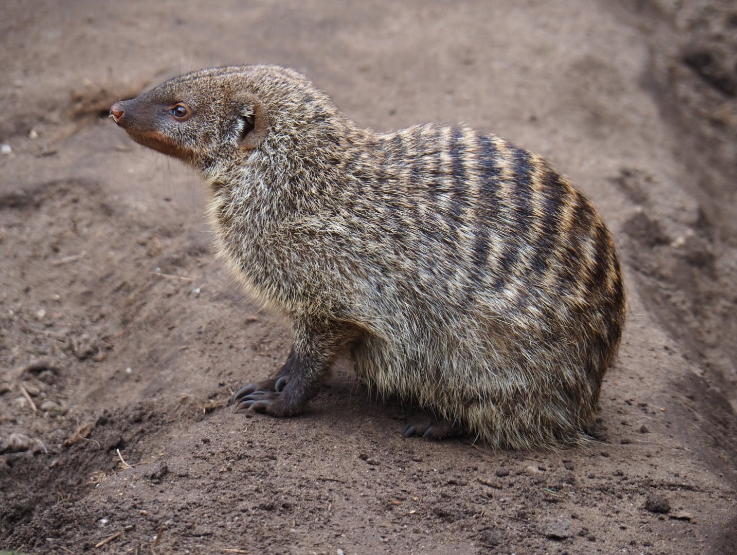 Banded mongoose (Mungos mungo), 2019-04-06