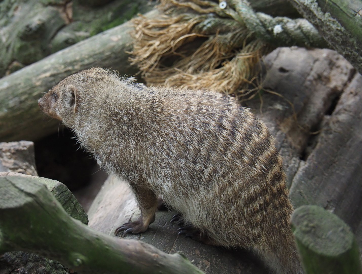 Banded mongoose (Mungos mungo), 2019-05-25
