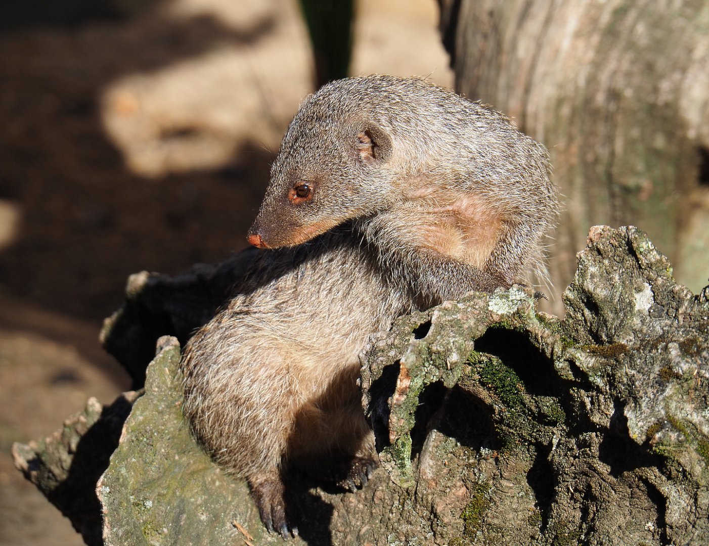 Banded mongoose (Mungos mungo), 2019-07-23