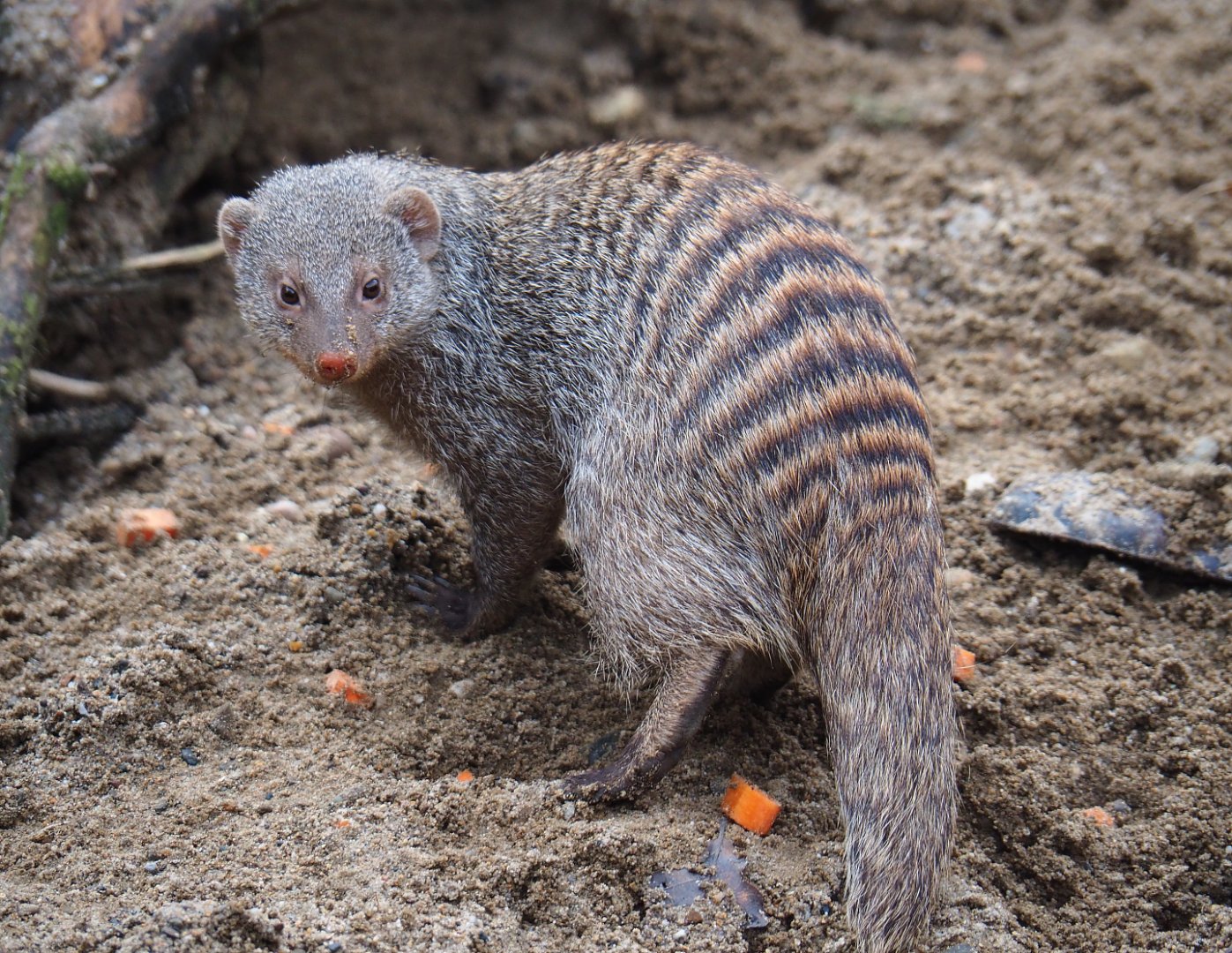 Banded mongoose (Mungos mungo), 2020-01-11