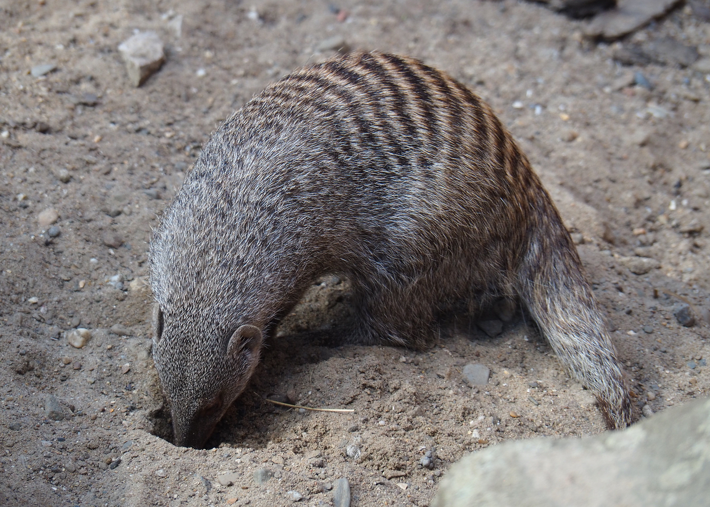 Banded mongoose (Mungos mungo), 2020-07-21