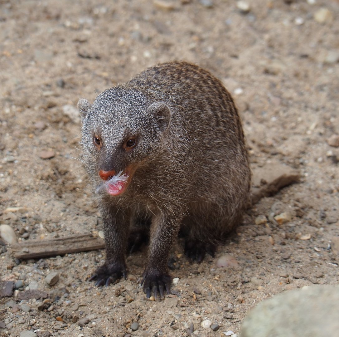 Banded mongoose (Mungos mungo), 2020-08-15
