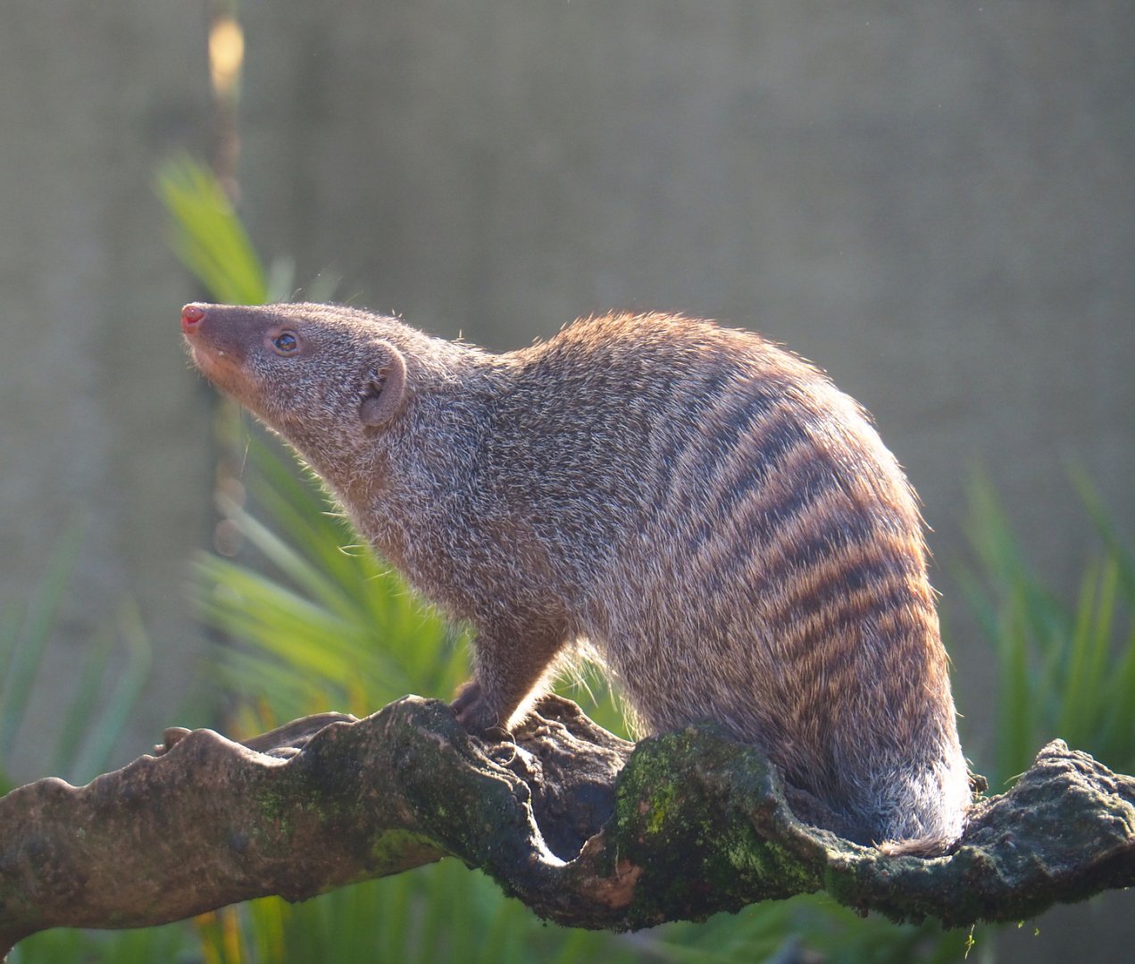 Banded mongoose (Mungos mungo), 2021-11-23