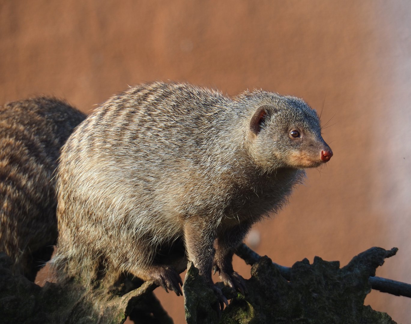 Banded mongoose (Mungos mungo), 2021-11-23
