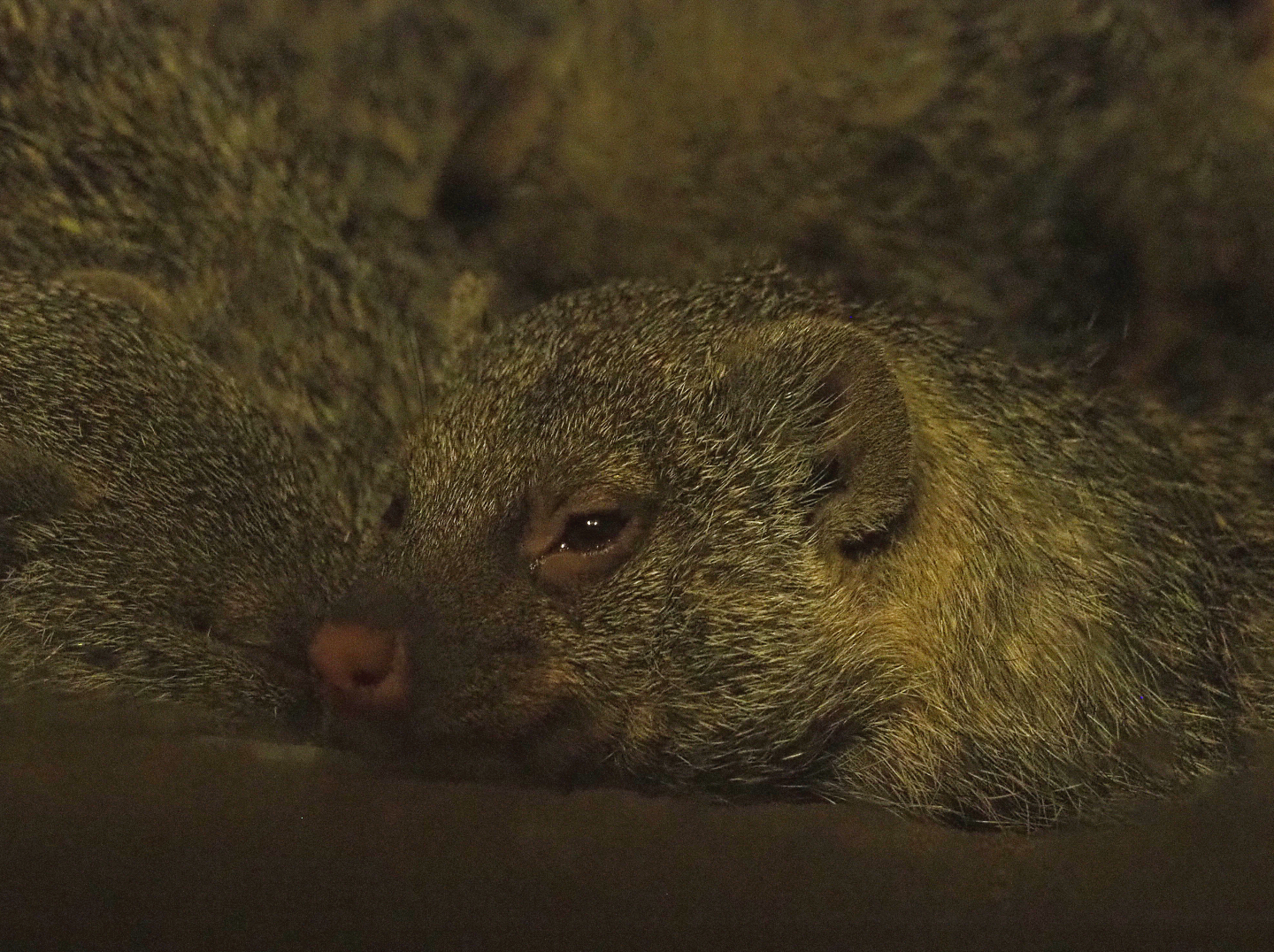 Banded mongoose (Mungos mungo), 2022-02-12