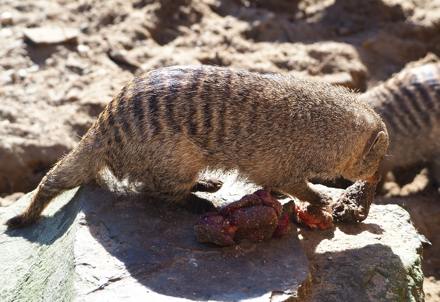 Banded mongoose (Mungos mungo), 2022-03-08