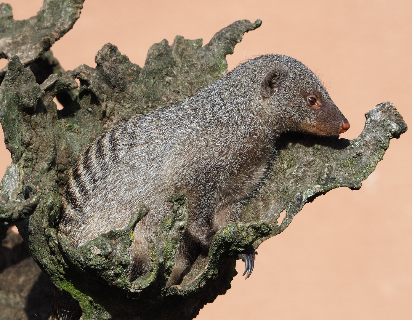 Banded mongoose (Mungos mungo), 2022-04-12