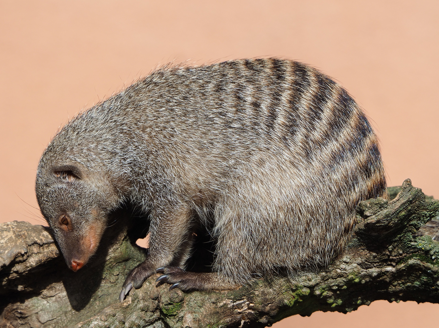 Banded mongoose (Mungos mungo), 2022-04-12