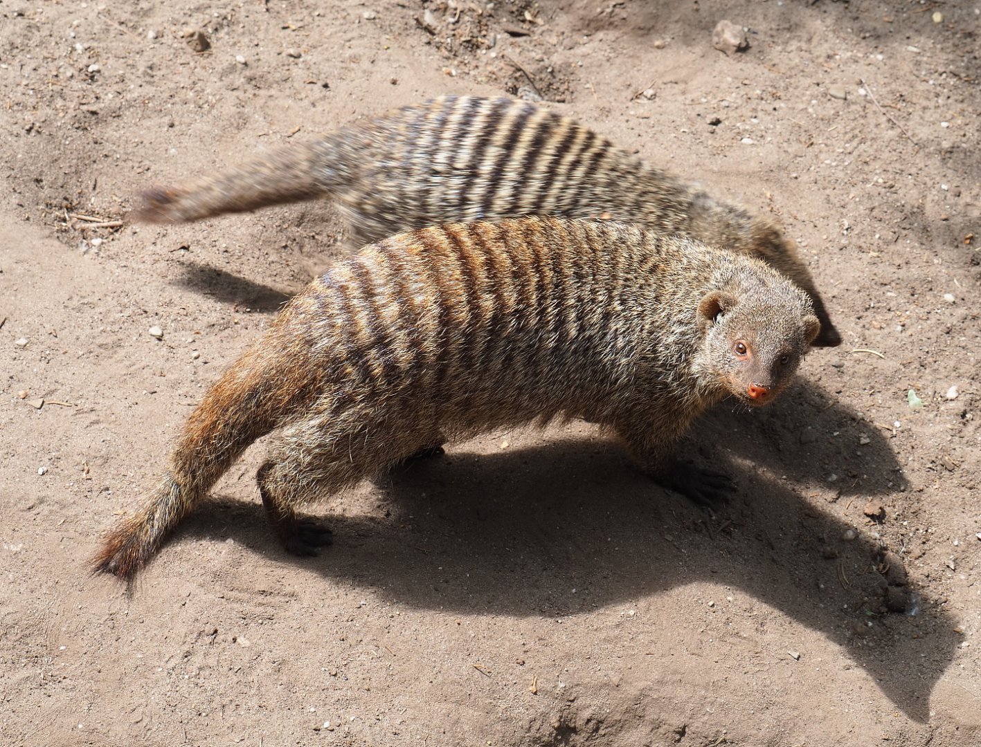 Banded mongoose (Mungos mungo), 2022-05-17