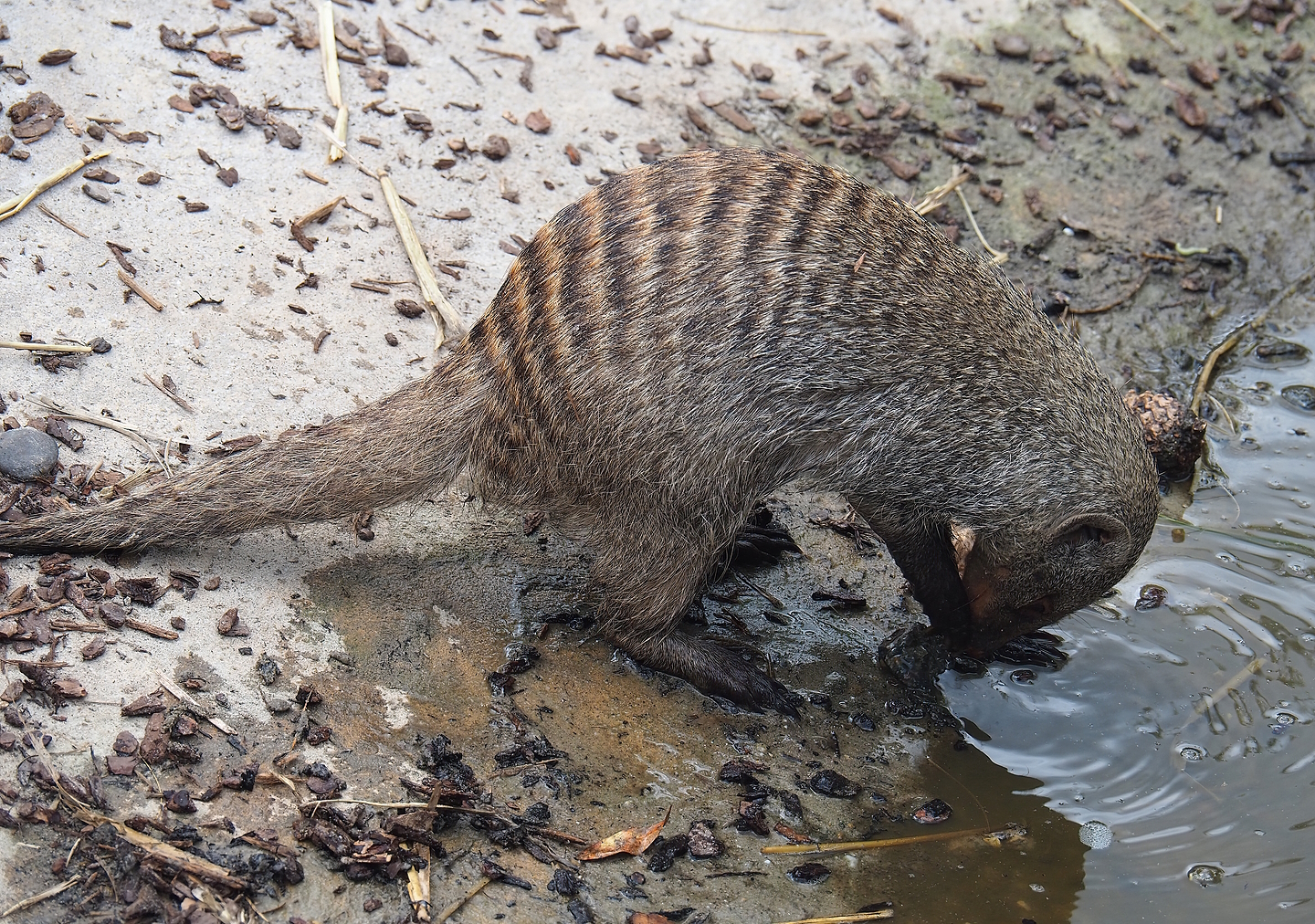 Banded mongoose (Mungos mungo), 2022-06-12