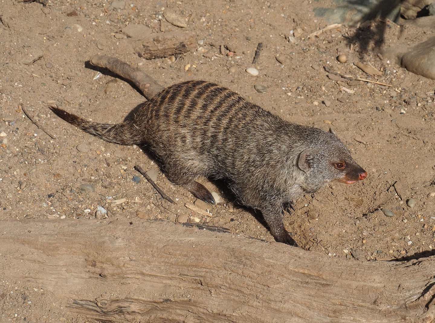 Banded mongoose (Mungos mungo), 2022-07-03
