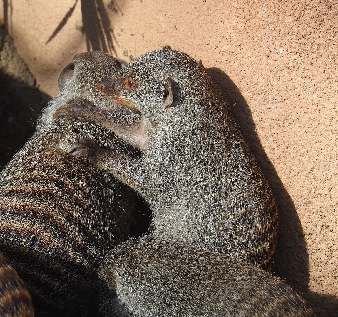 Banded mongoose (Mungos mungo), 2022-09-12