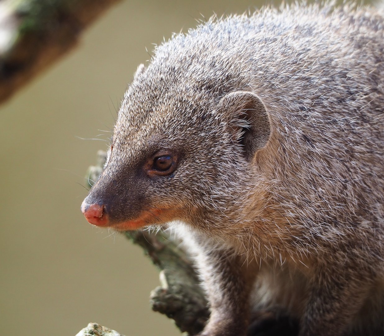 Banded mongoose (Mungos mungo), 2023-04-18