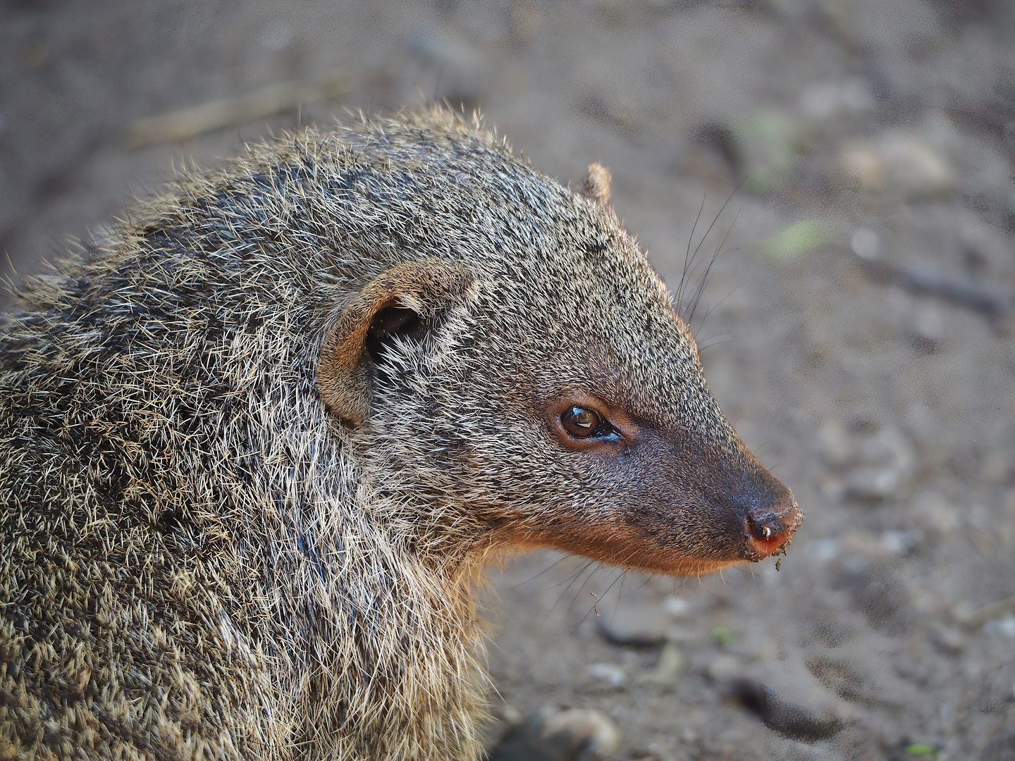 Banded mongoose (Mungos mungo), 2023-05-31