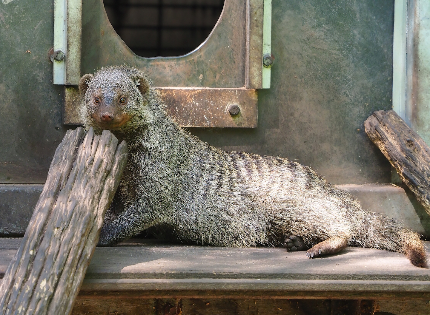 Banded mongoose (Mungos mungo), 2023-05-31