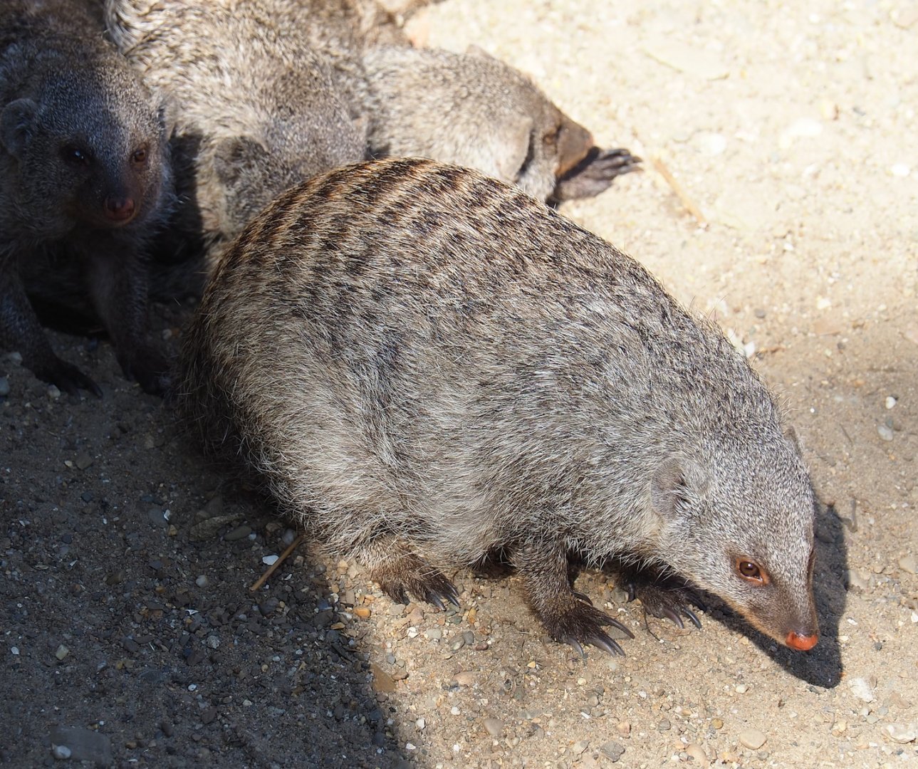 Banded mongoose (Mungos mungo), 2023-07-08