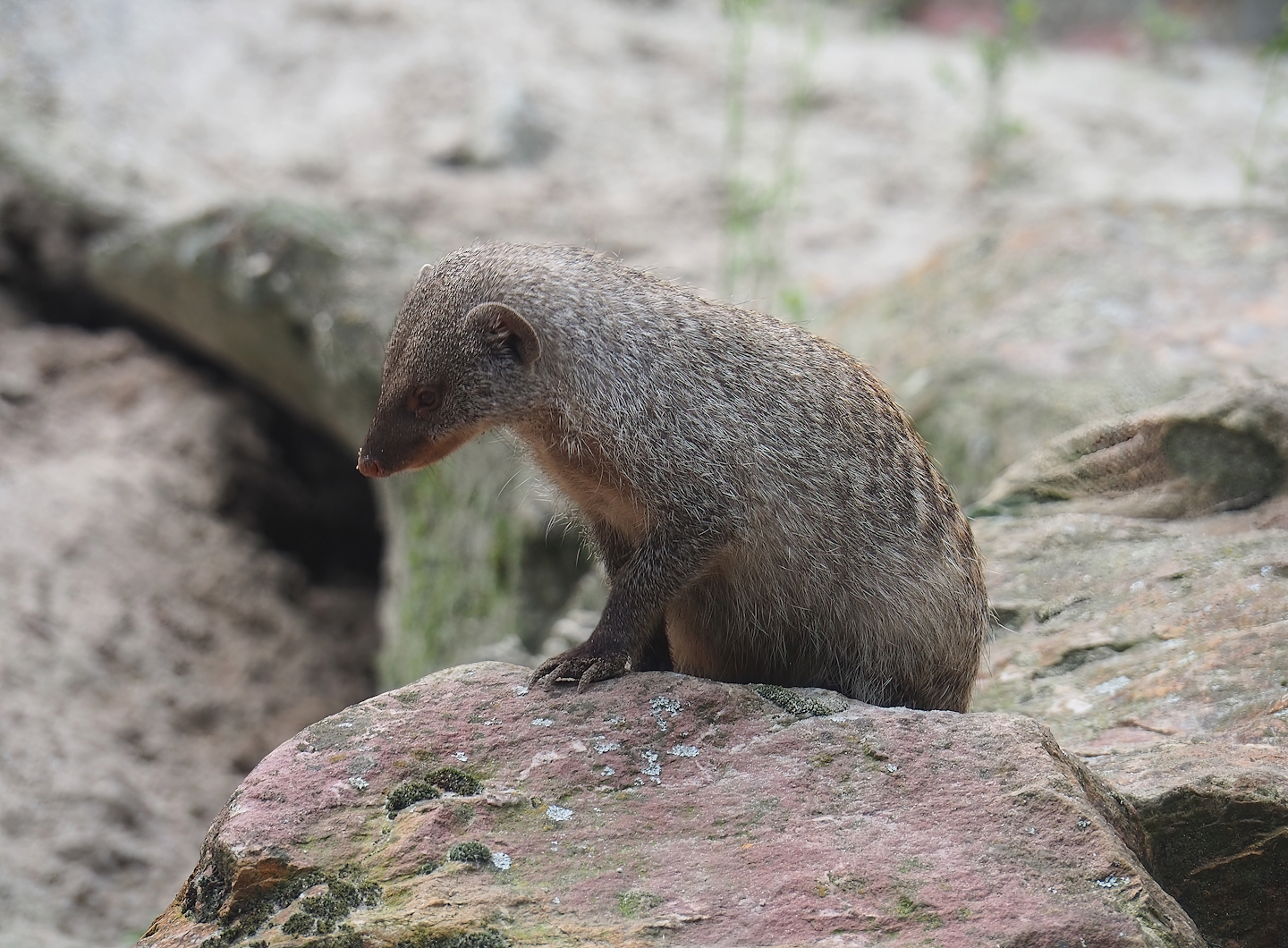 Banded mongoose (Mungos mungo), 2023-08-15