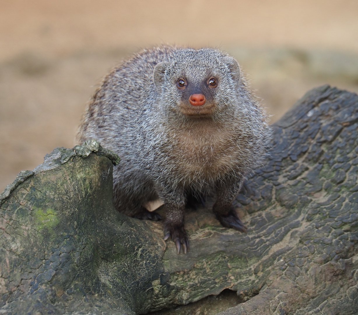 Banded mongoose (Mungos mungo), 2023-10-04
