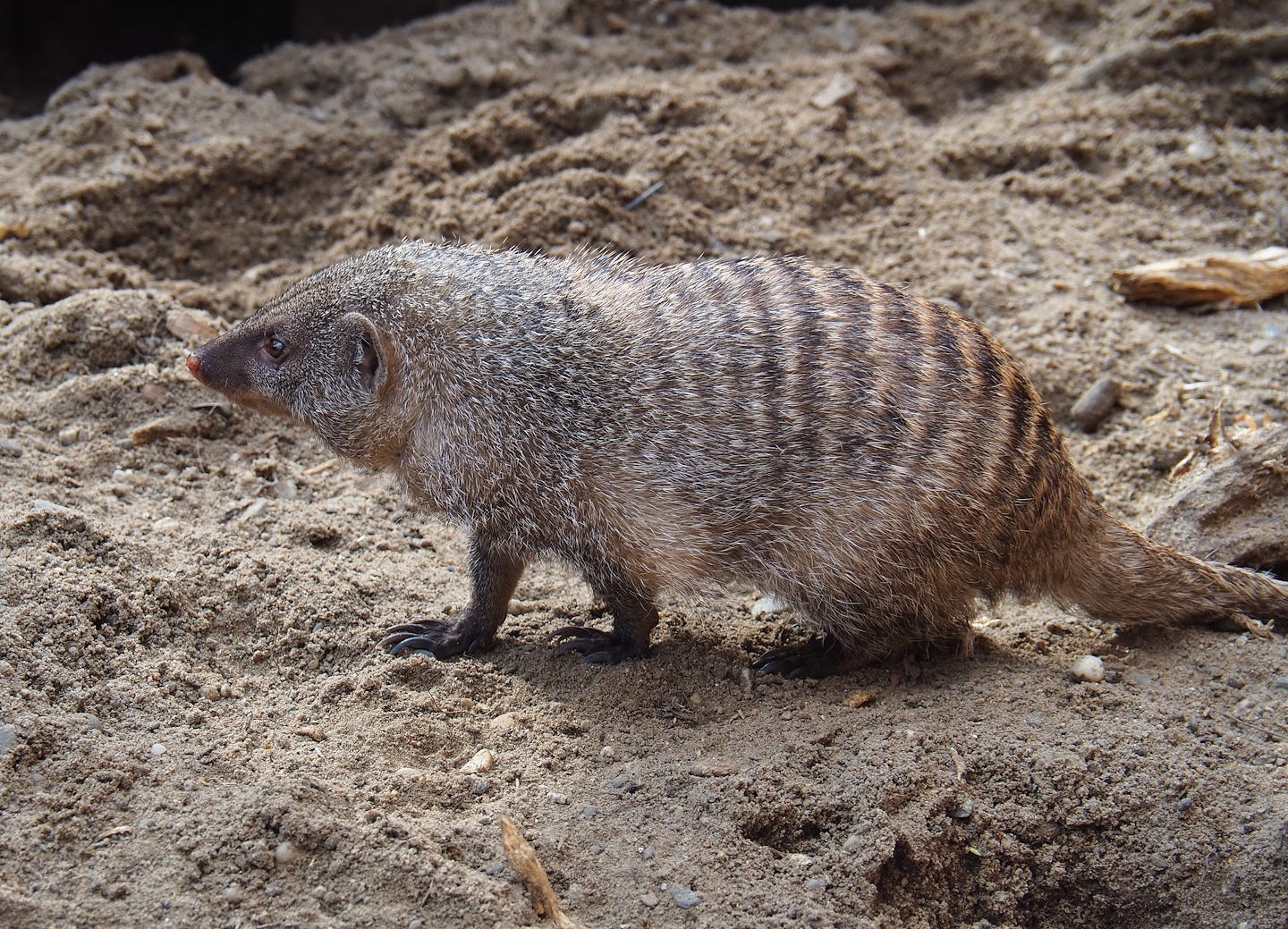 Banded mongoose (Mungos mungo), 2024-03-04