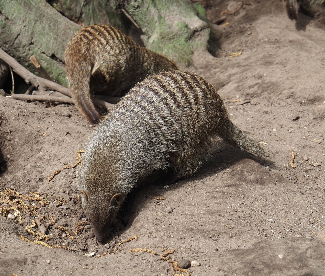 Banded mongoose (Mungos mungo), 2024-04-14