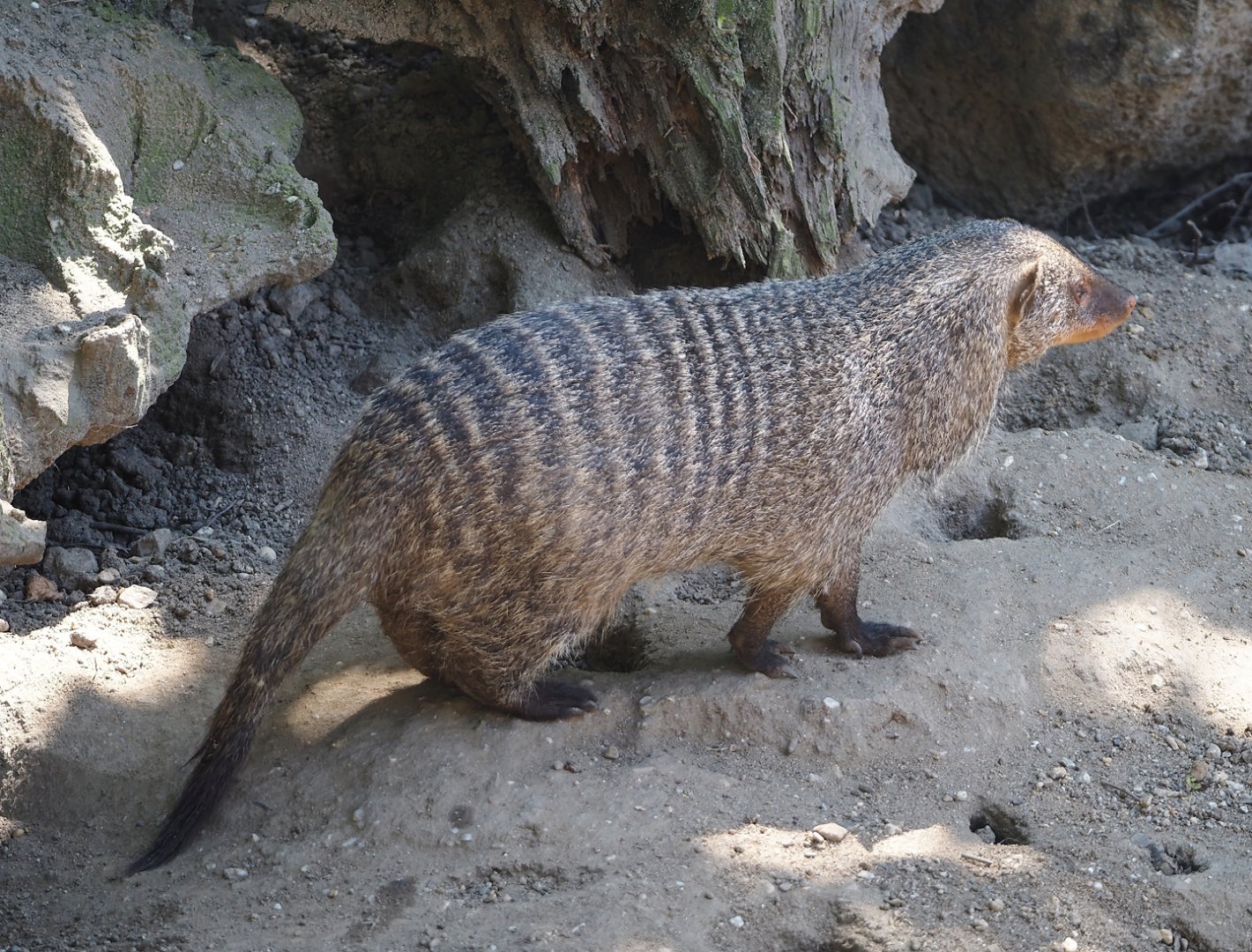 Banded mongoose (Mungos mungo), 2024-06-08