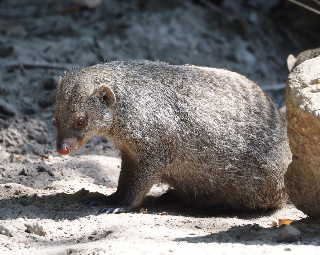 Banded mongoose (Mungos mungo), 2025-04-30