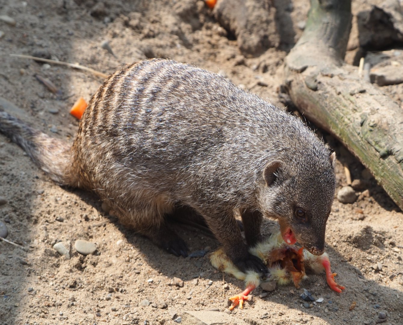 Banded mongoose (Mungos mungo), eating one-day chick, 2021-04-21
