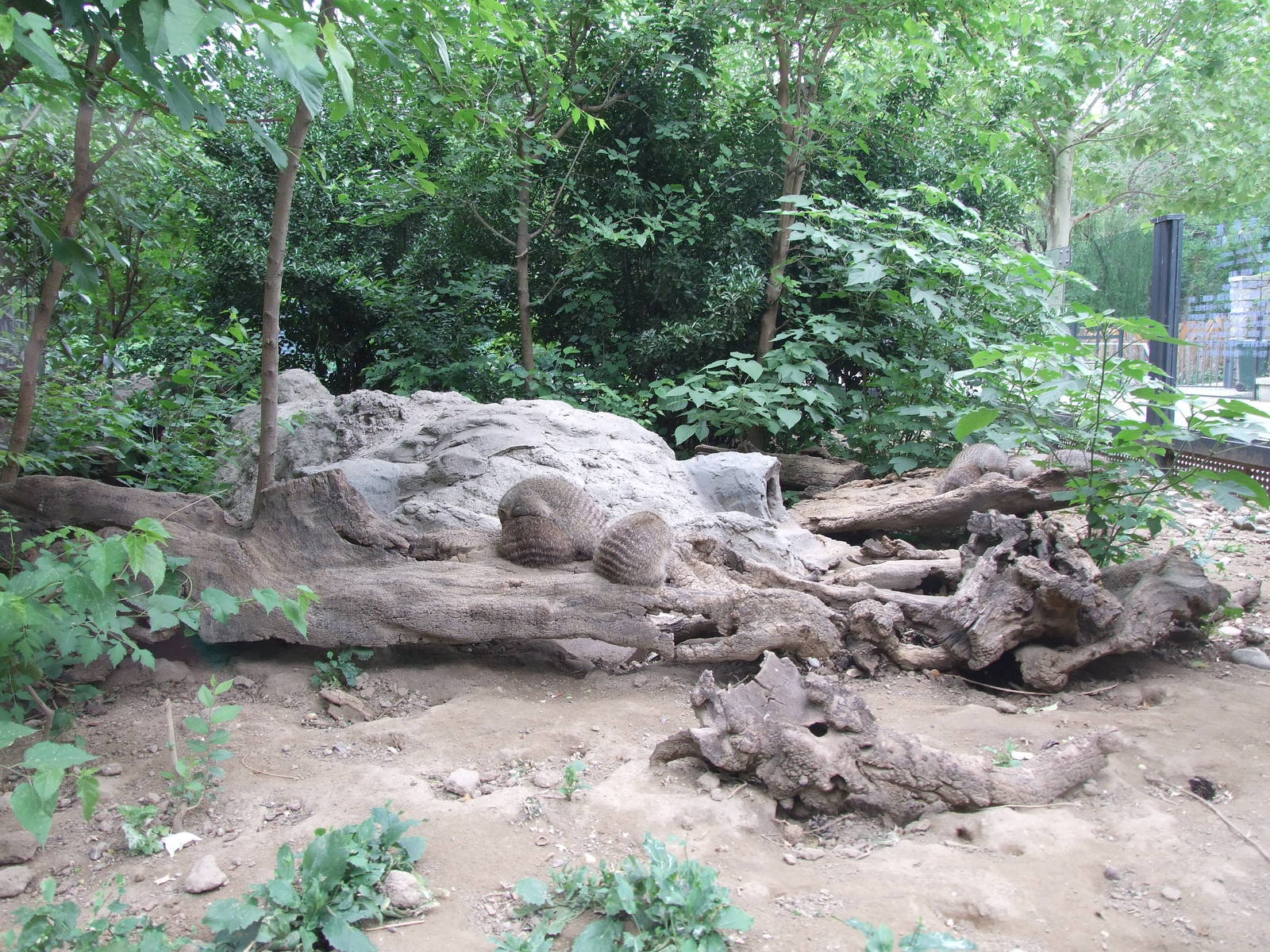 Banded mongoose (Mungos mungo) exhibit