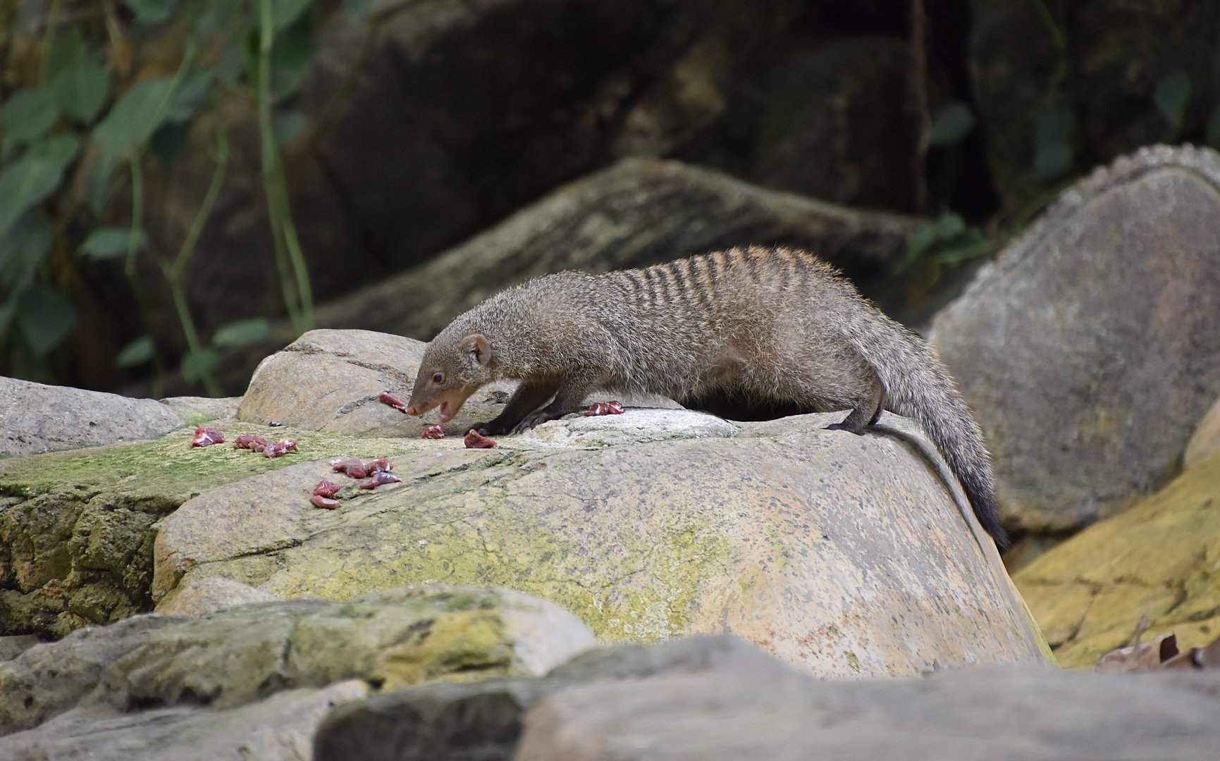 Banded Mongoose (Mungos mungo) snacking