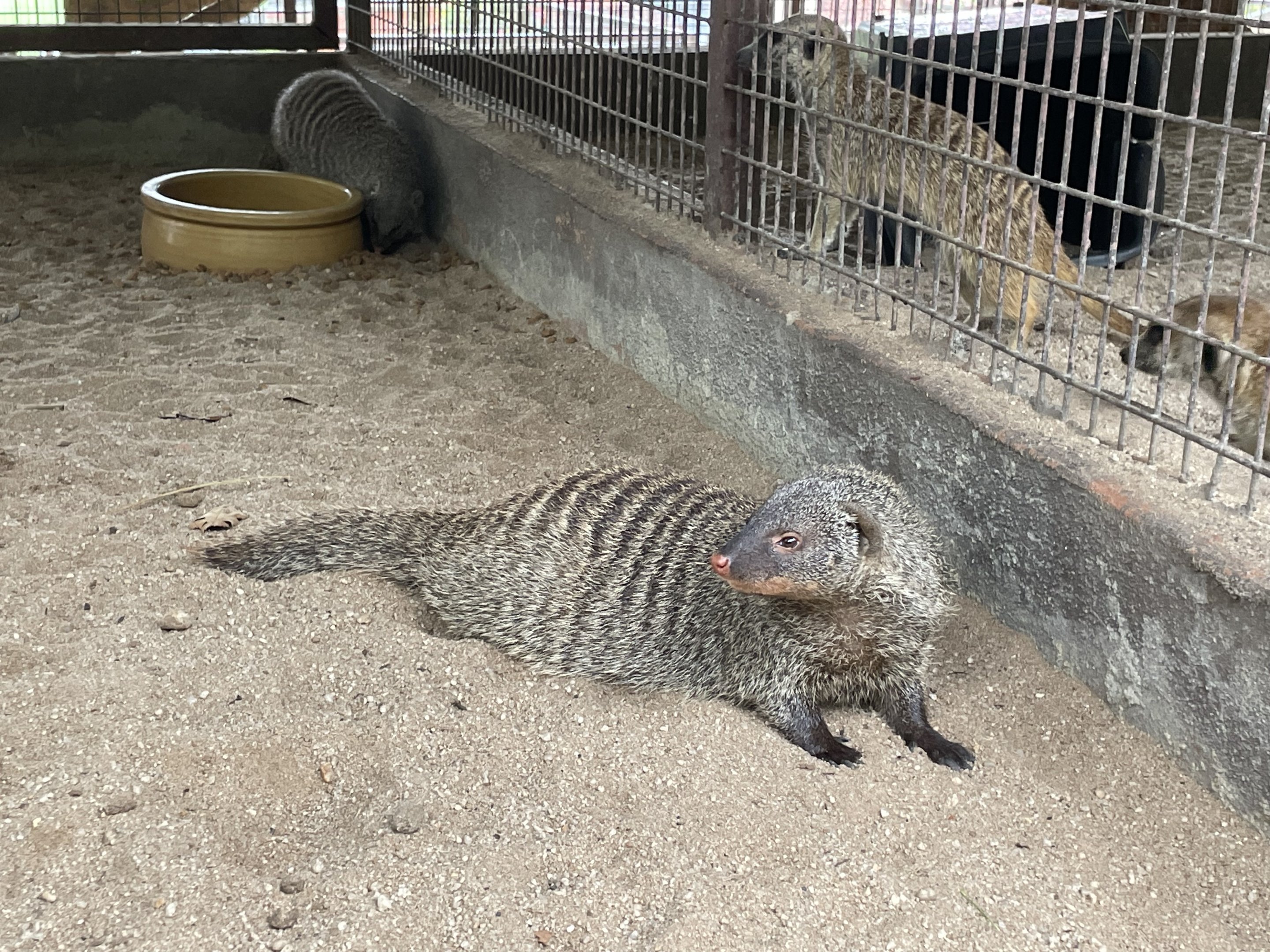 Banded Mongoose / Mungos mungo (Unsigned)