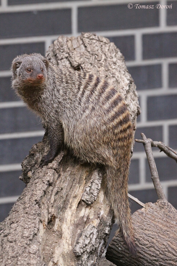 Banded Mongoose (Mungos mungo)