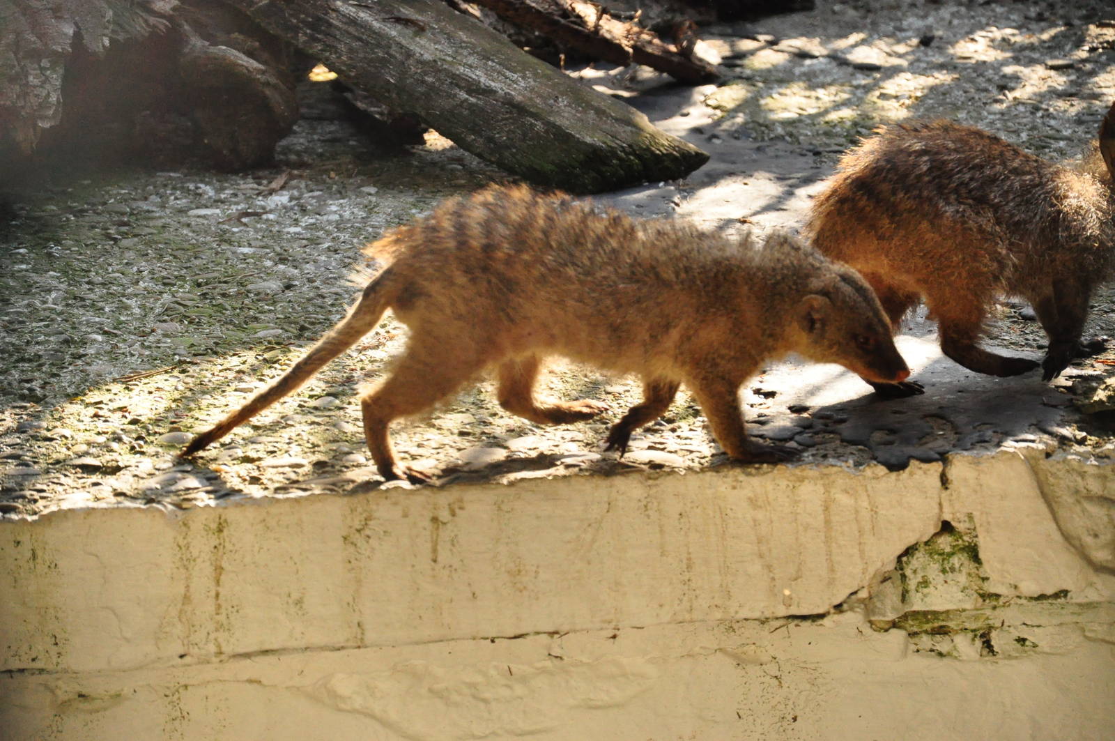 Banded mongoose/ Mungos mungo