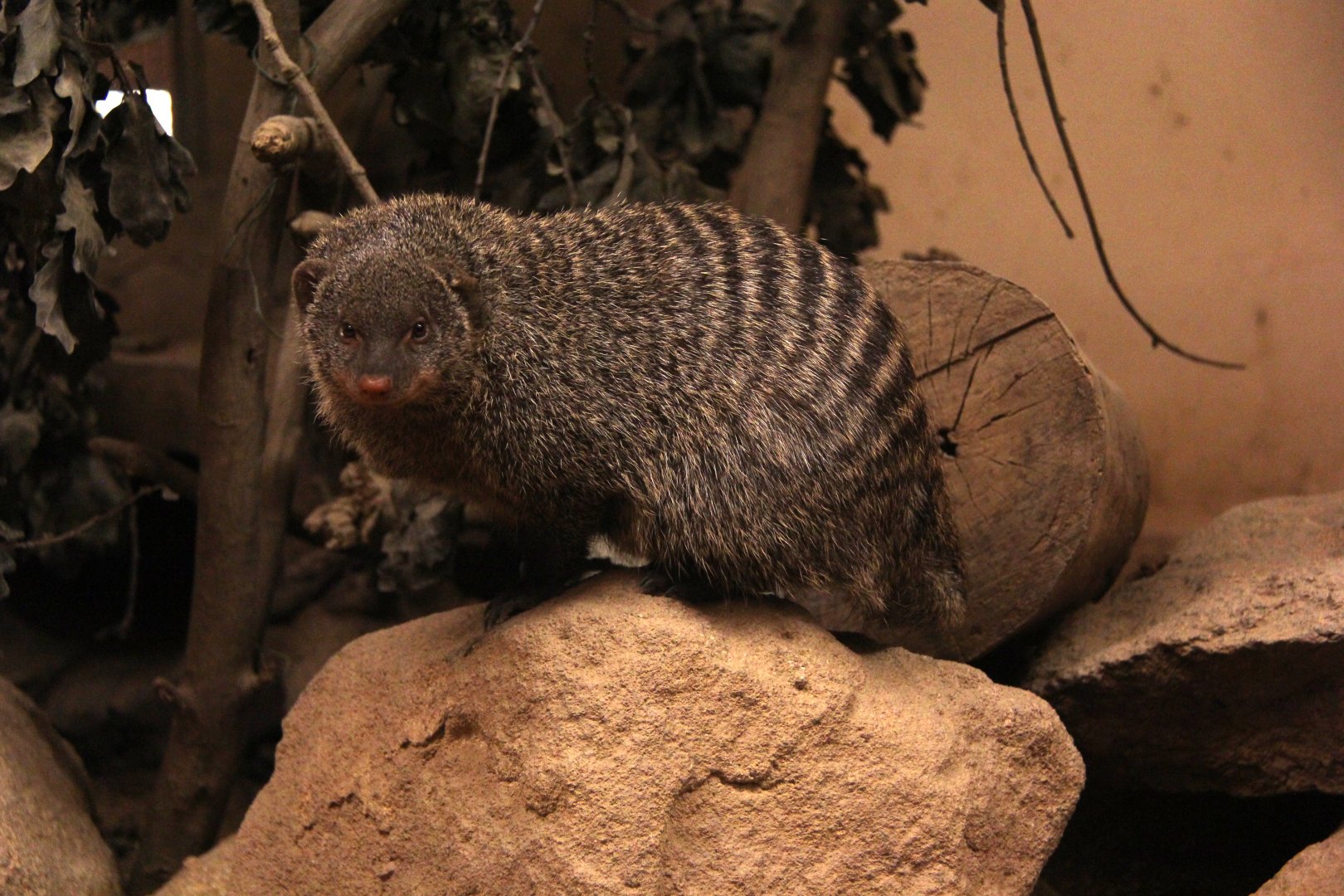 banded mongoose (Mungos mungo)