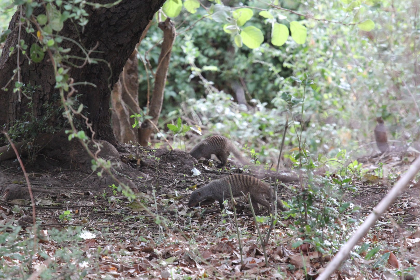 Banded Mongoose (Mungos mungo)