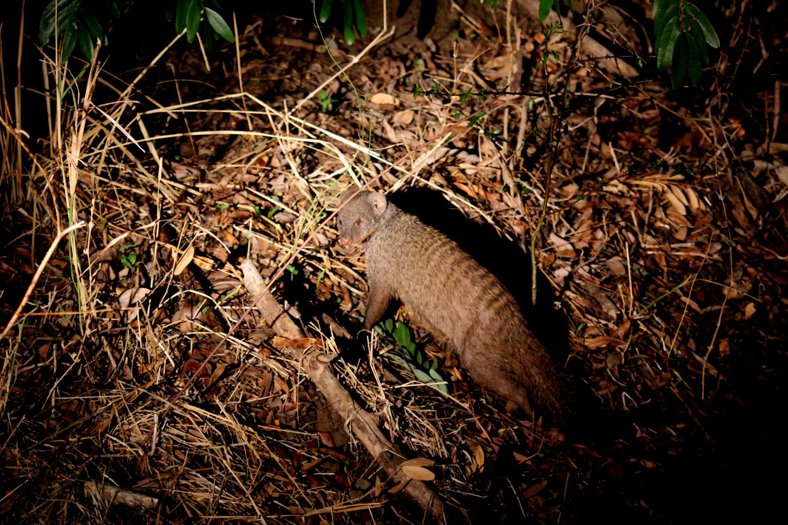 banded mongoose (Mungos mungo)