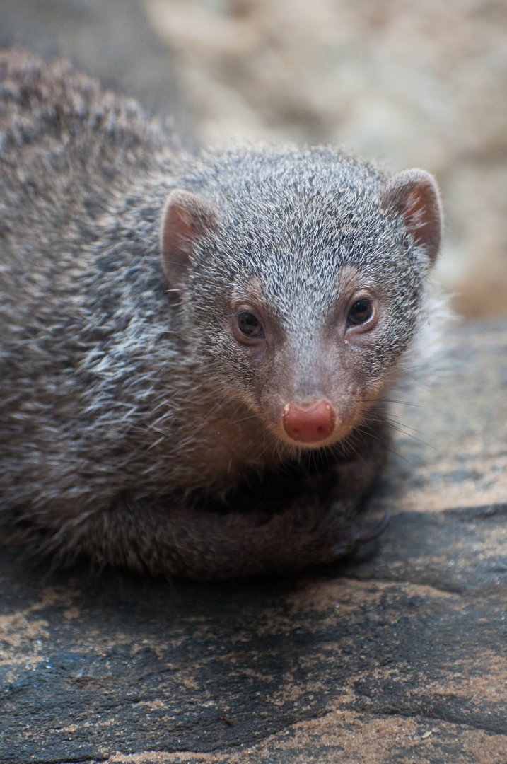 Banded mongoose (Mungos mungo)