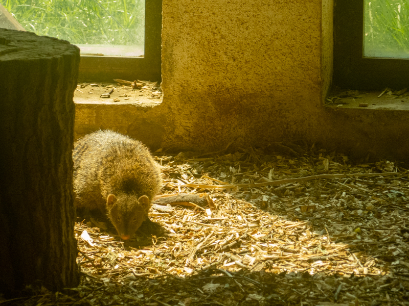 Banded mongoose (Mungos mungo)