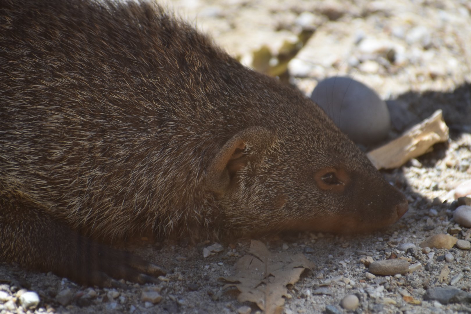 Banded mongoose (Mungos mungo)