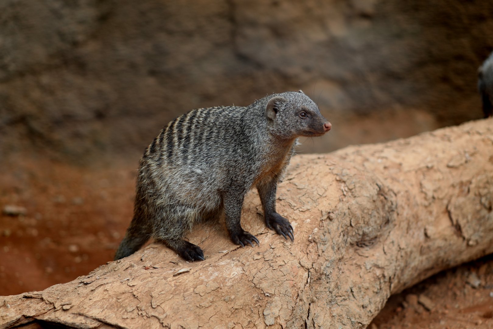 banded mongoose (Mungos mungo)