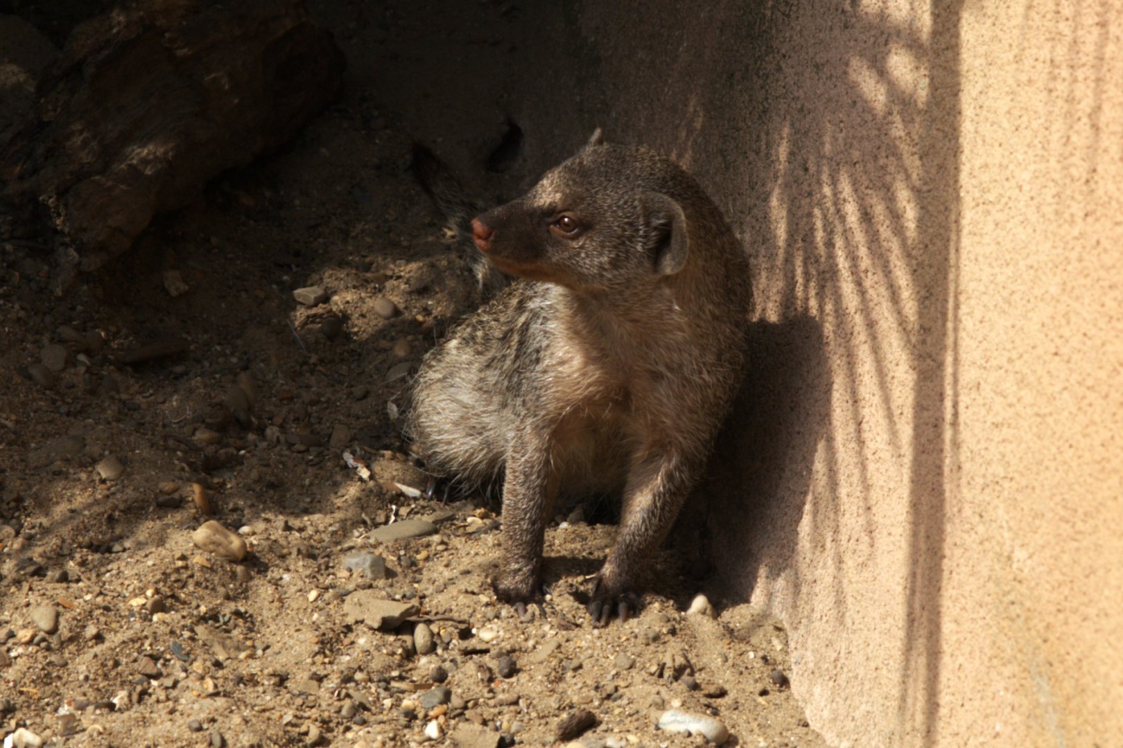 Banded Mongoose (Mungos mungo)