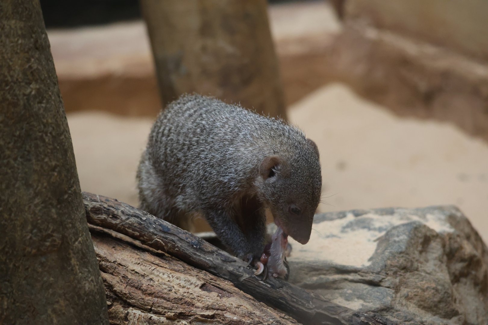Banded mongoose (Mungos mungo)