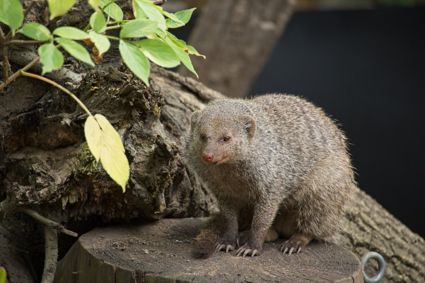 Banded Mongoose (Mungos mungo)