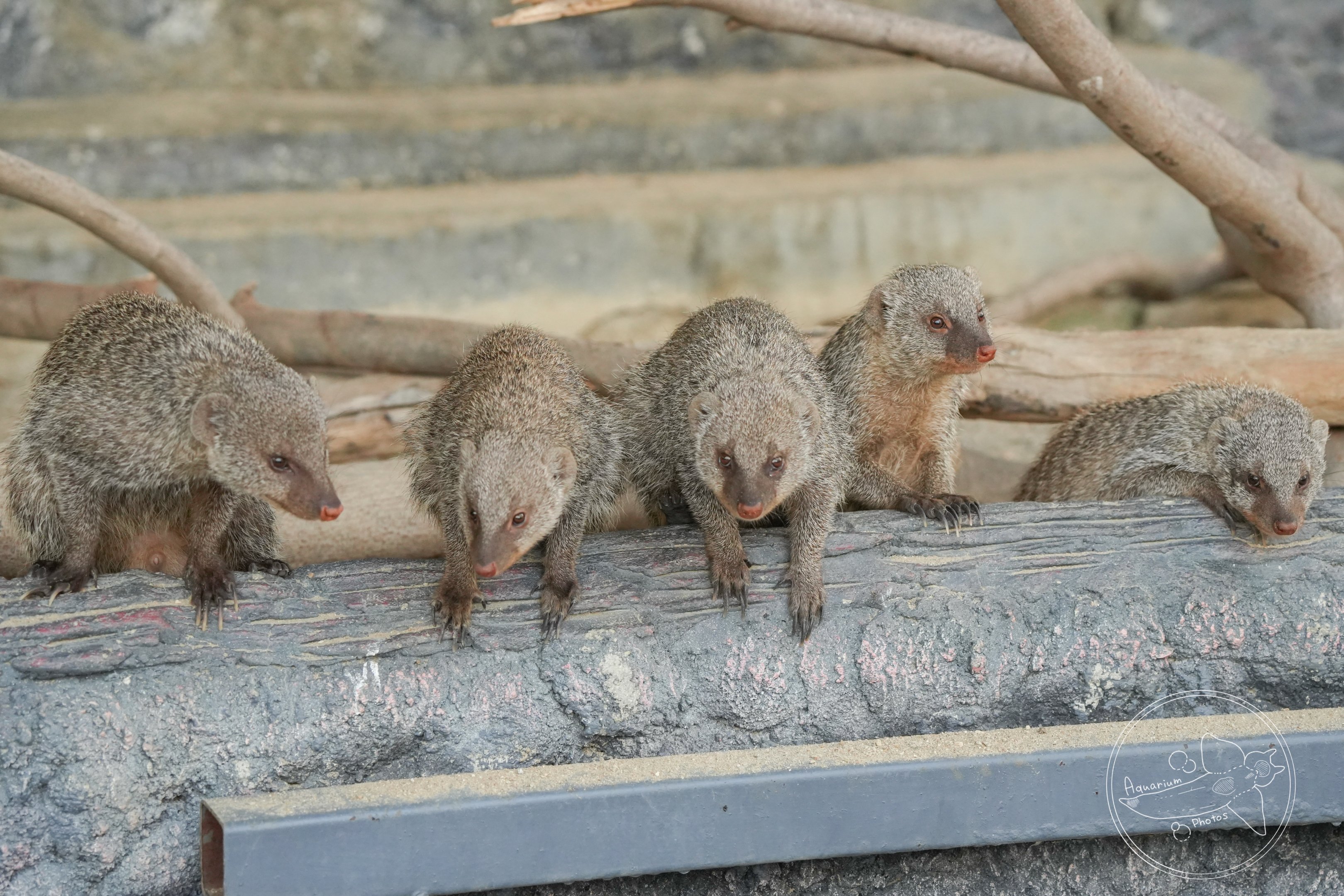 Banded mongoose (Mungos mungo)