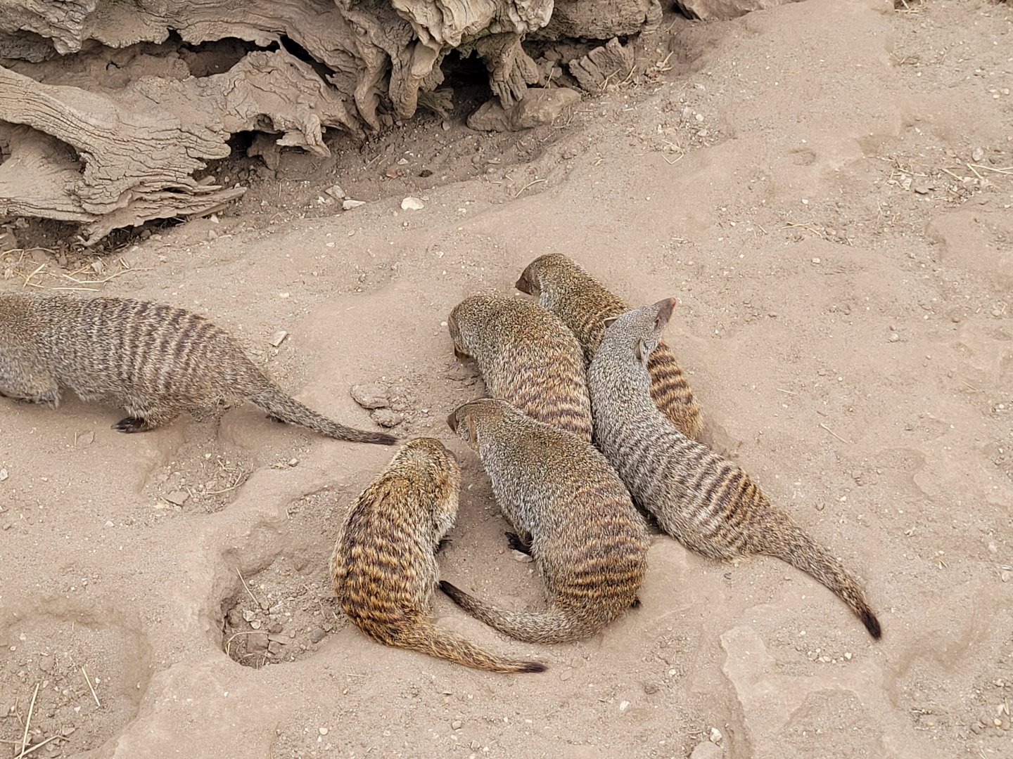 Banded mongoose -Parque de la Naturaleza de Cabárceno (2022)