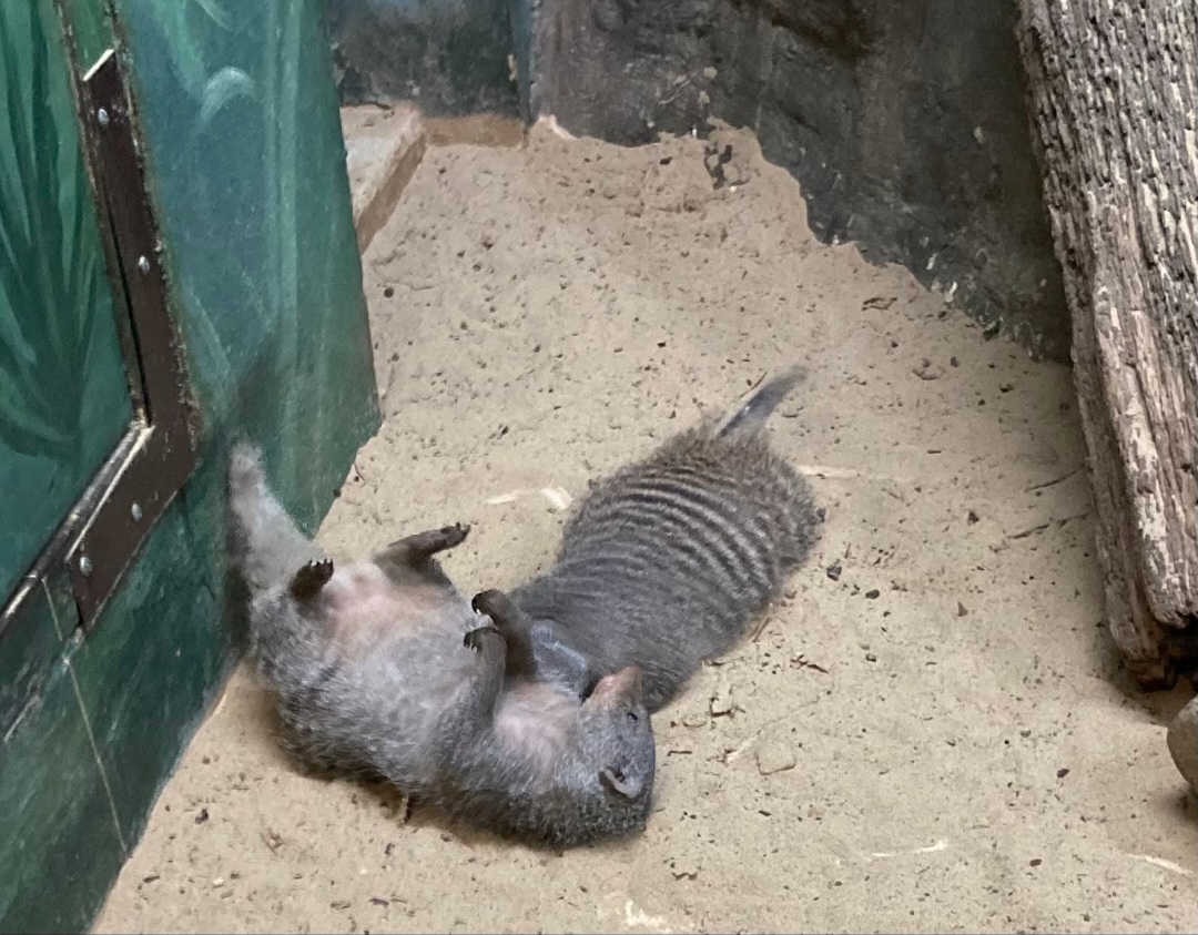 Banded Mongoose playtime (4/19/24)