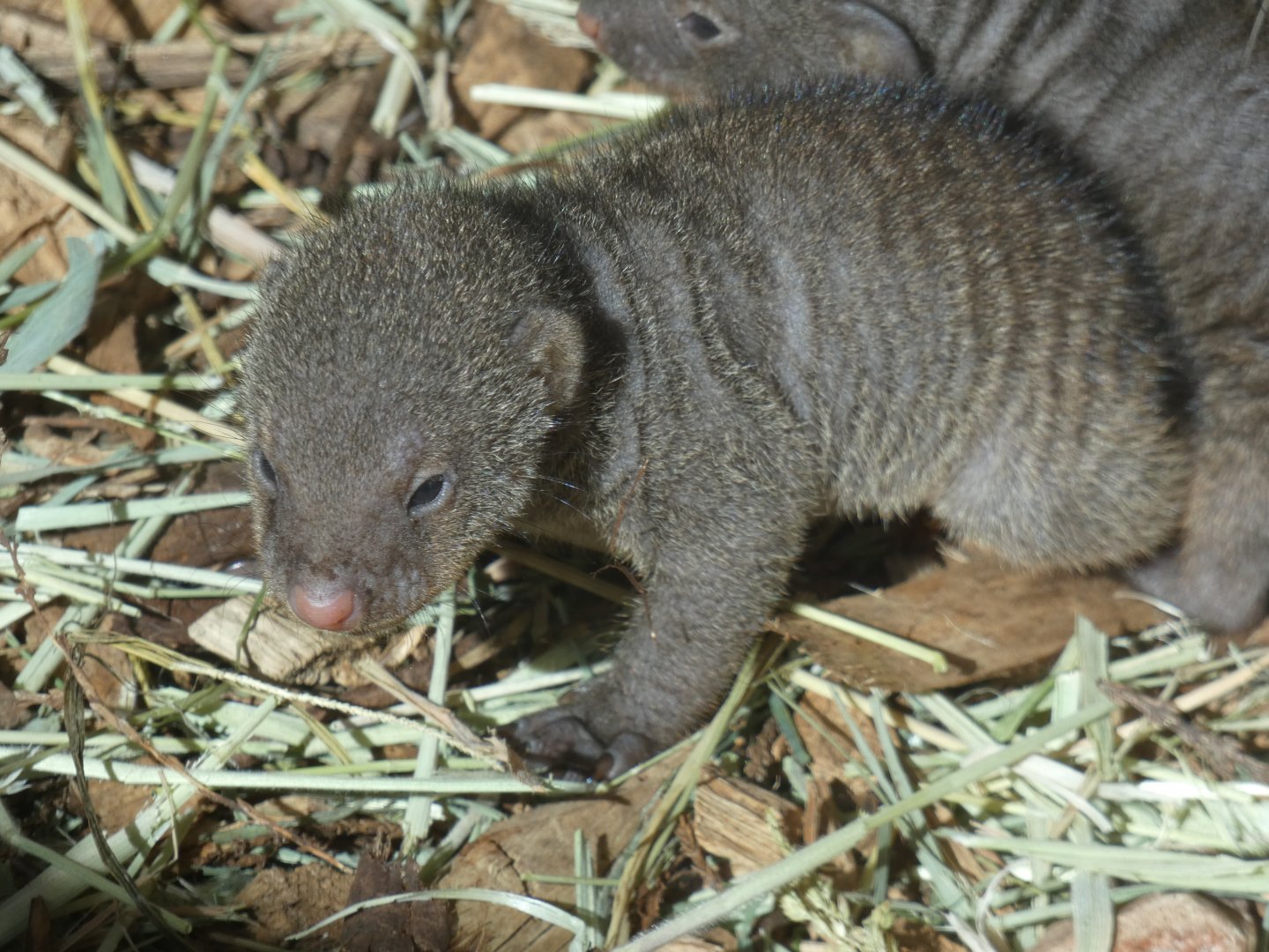 Banded Mongoose pup