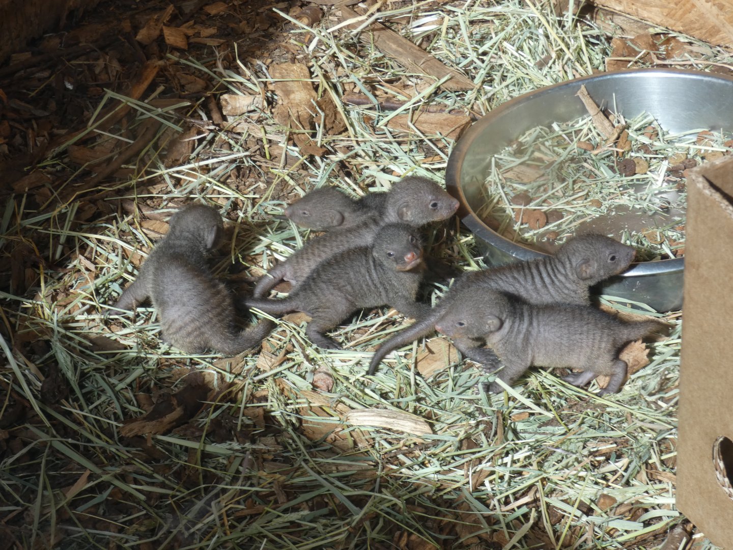 Banded Mongoose pups