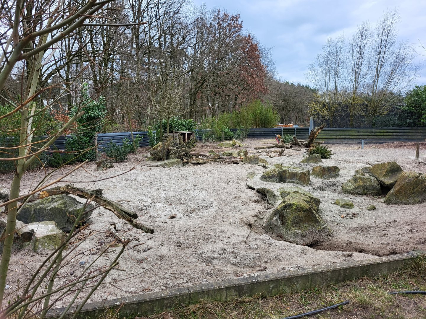 Banded mongoose - Red river hog enclosure