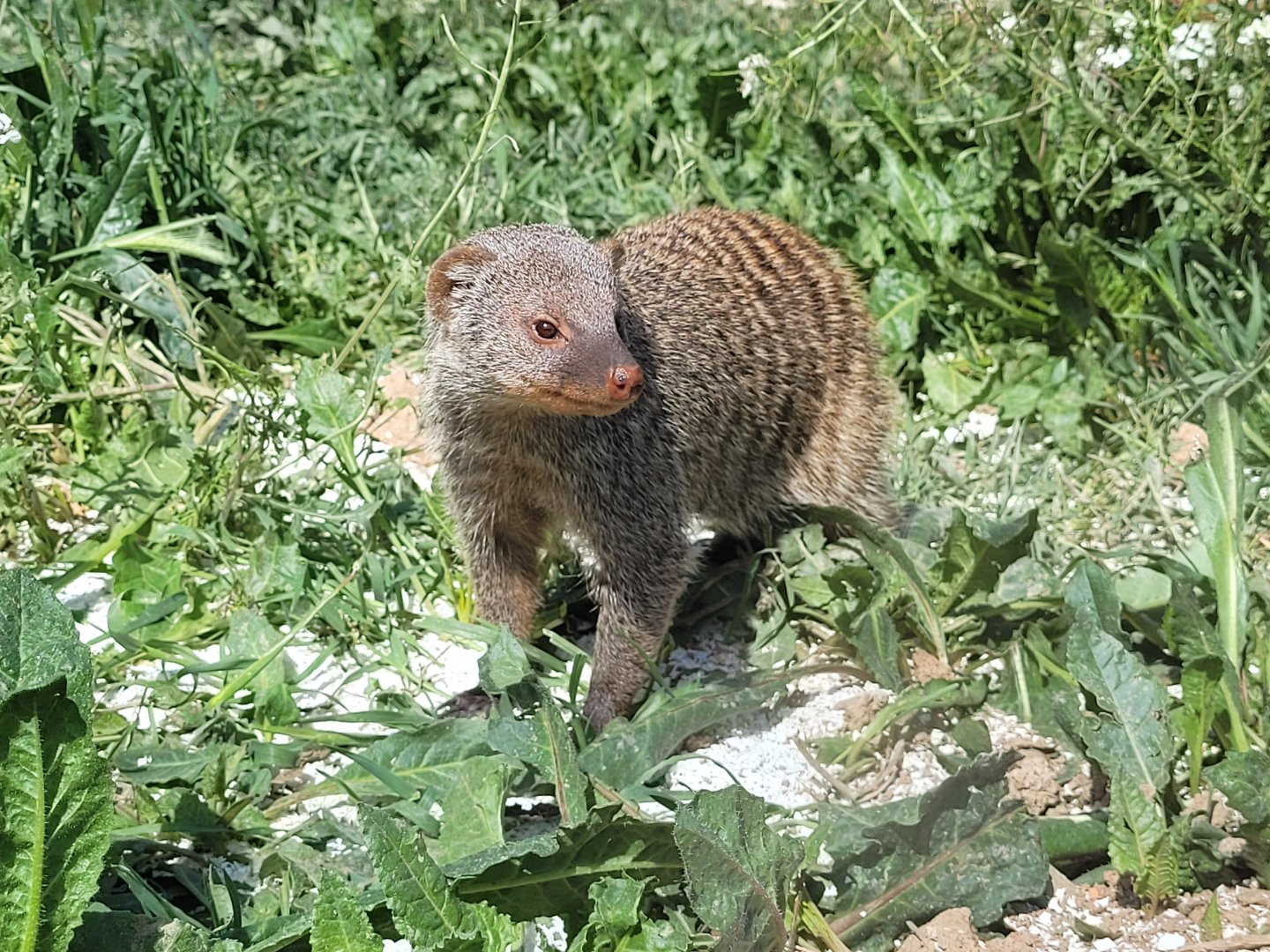 Banded mongoose -Tierra Rapaz (2024)